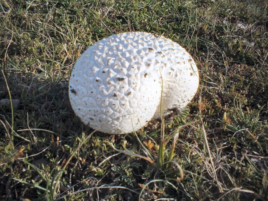 primi ritrovamenti